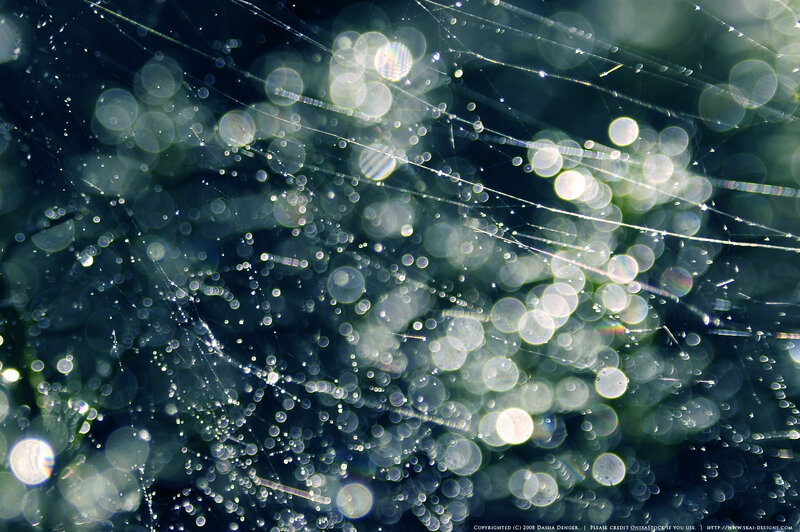 Dewy spider web in sunlight