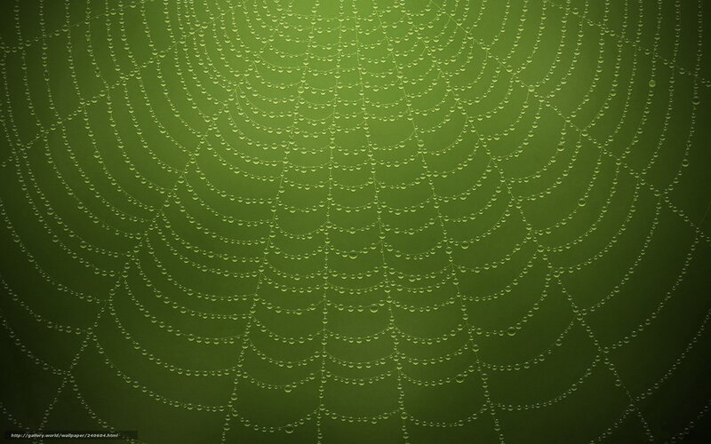 Dewy spider web