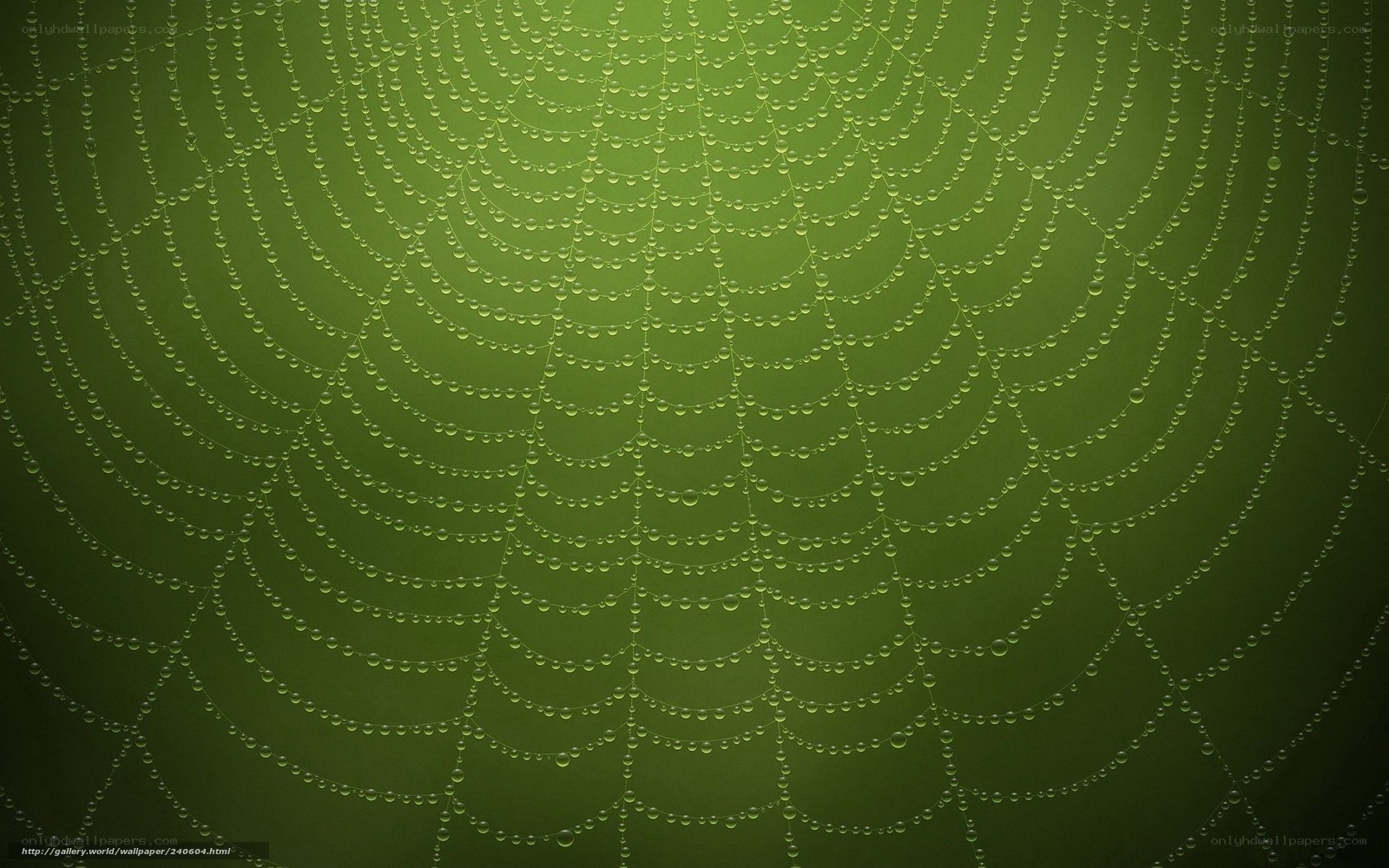 Dewy spider web