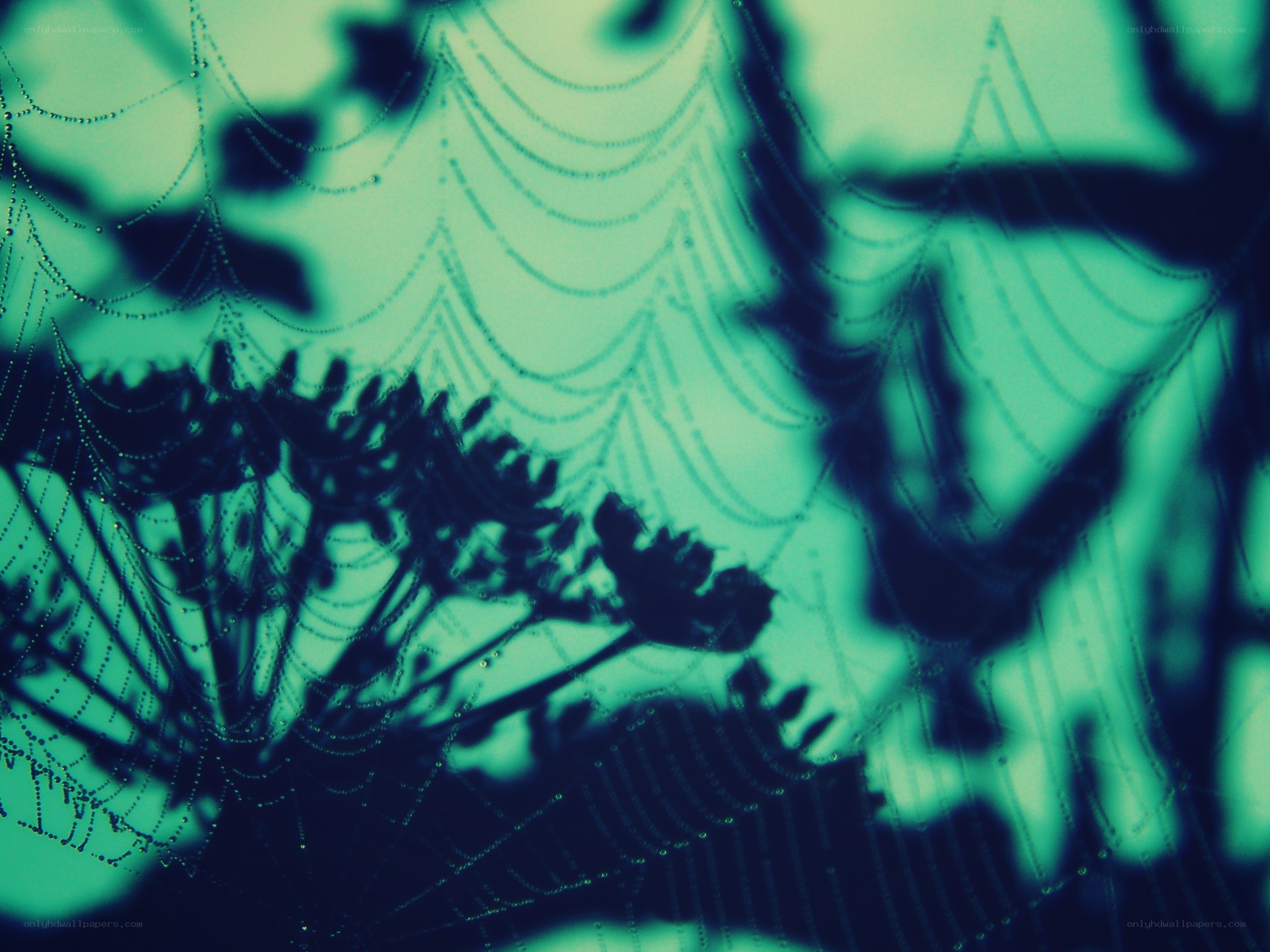Dewy spiderweb at dawn