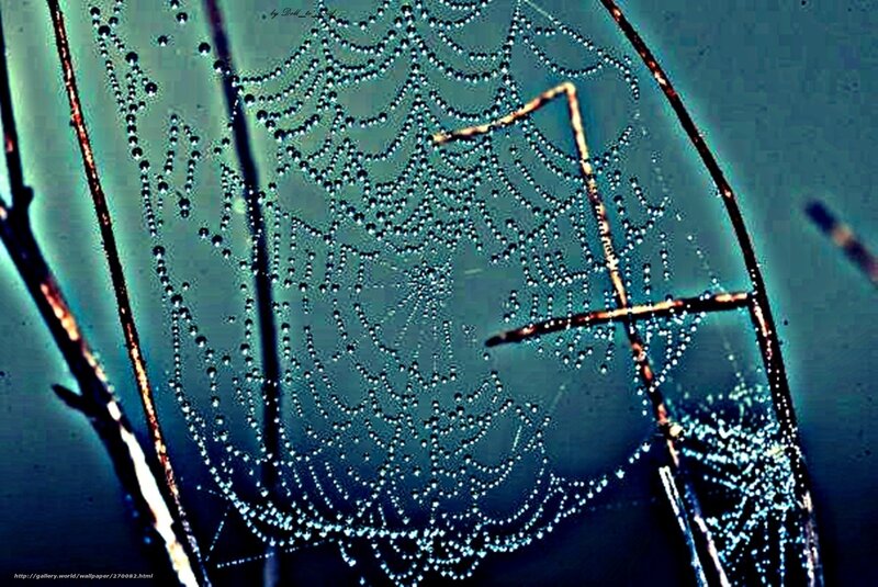 Dewy spiderweb at dawn