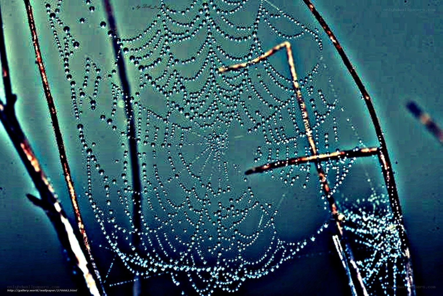Dewy spiderweb at dawn