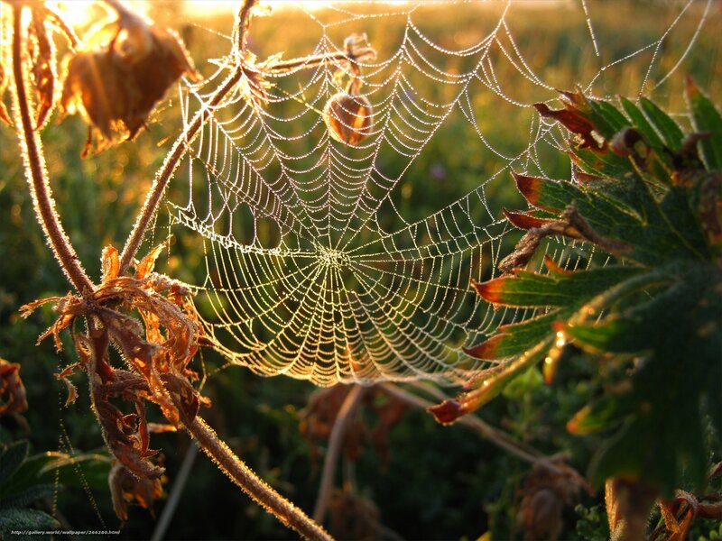 Dewy spiderweb at sunrise