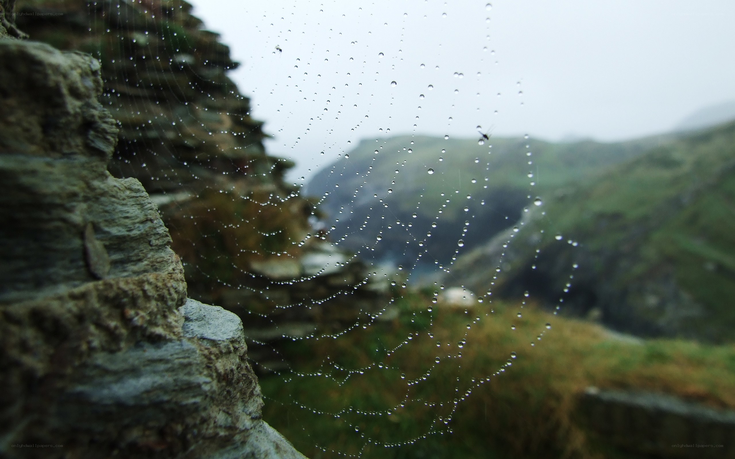 Dewy spiderweb in a valley