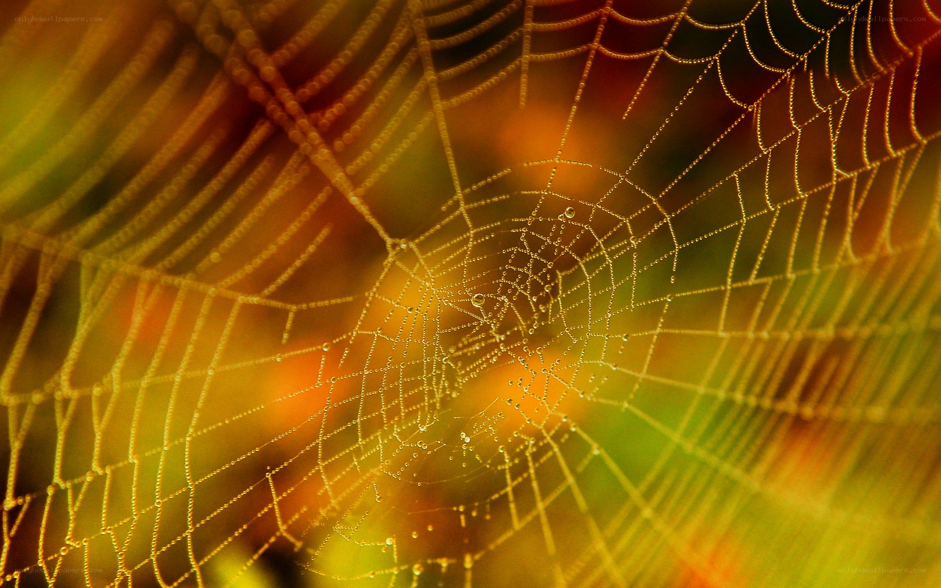 Dewy spiderweb in golden light