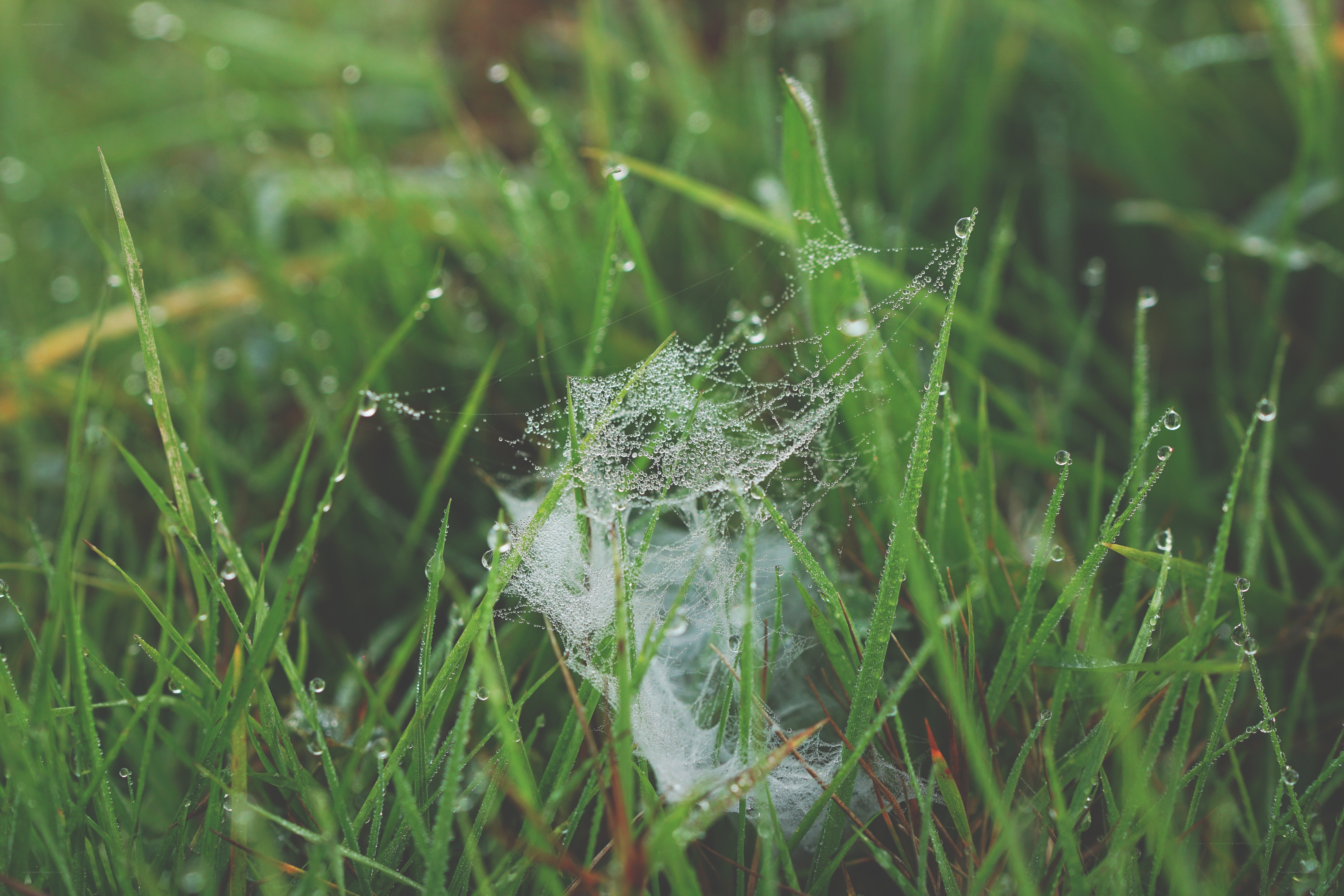 Dewy spiderweb in grass