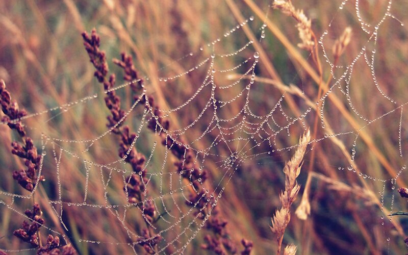Dewy spiderweb in grass