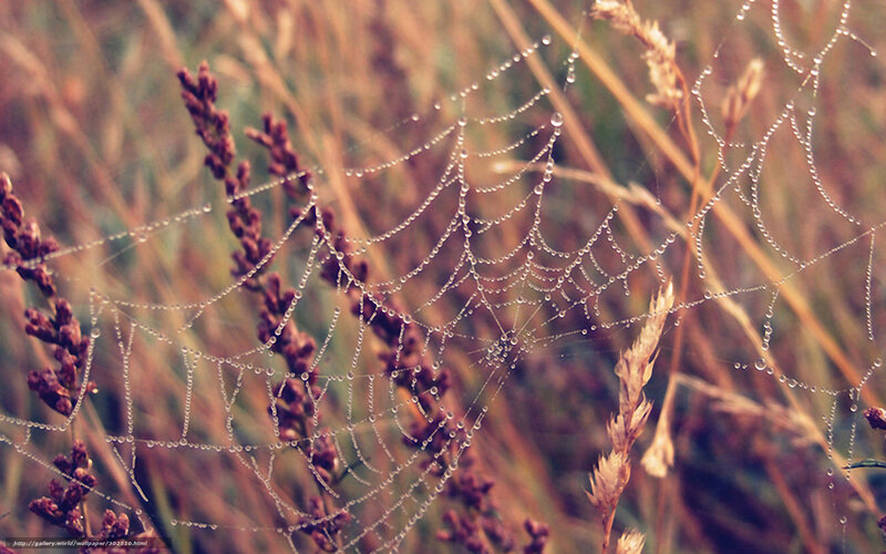 Dewy spiderweb in grass