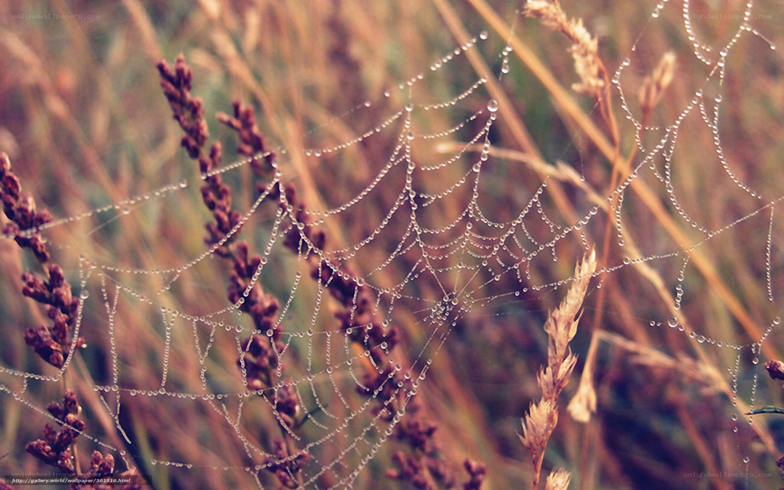 Dewy spiderweb in grass