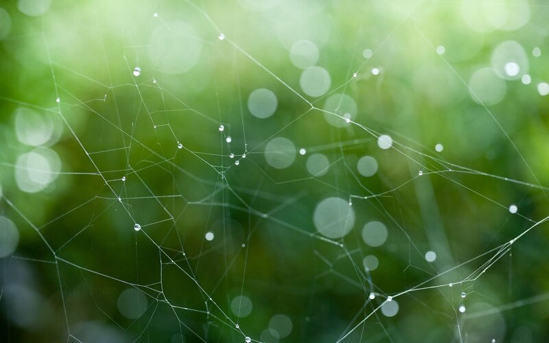 Dewy spiderweb in green light