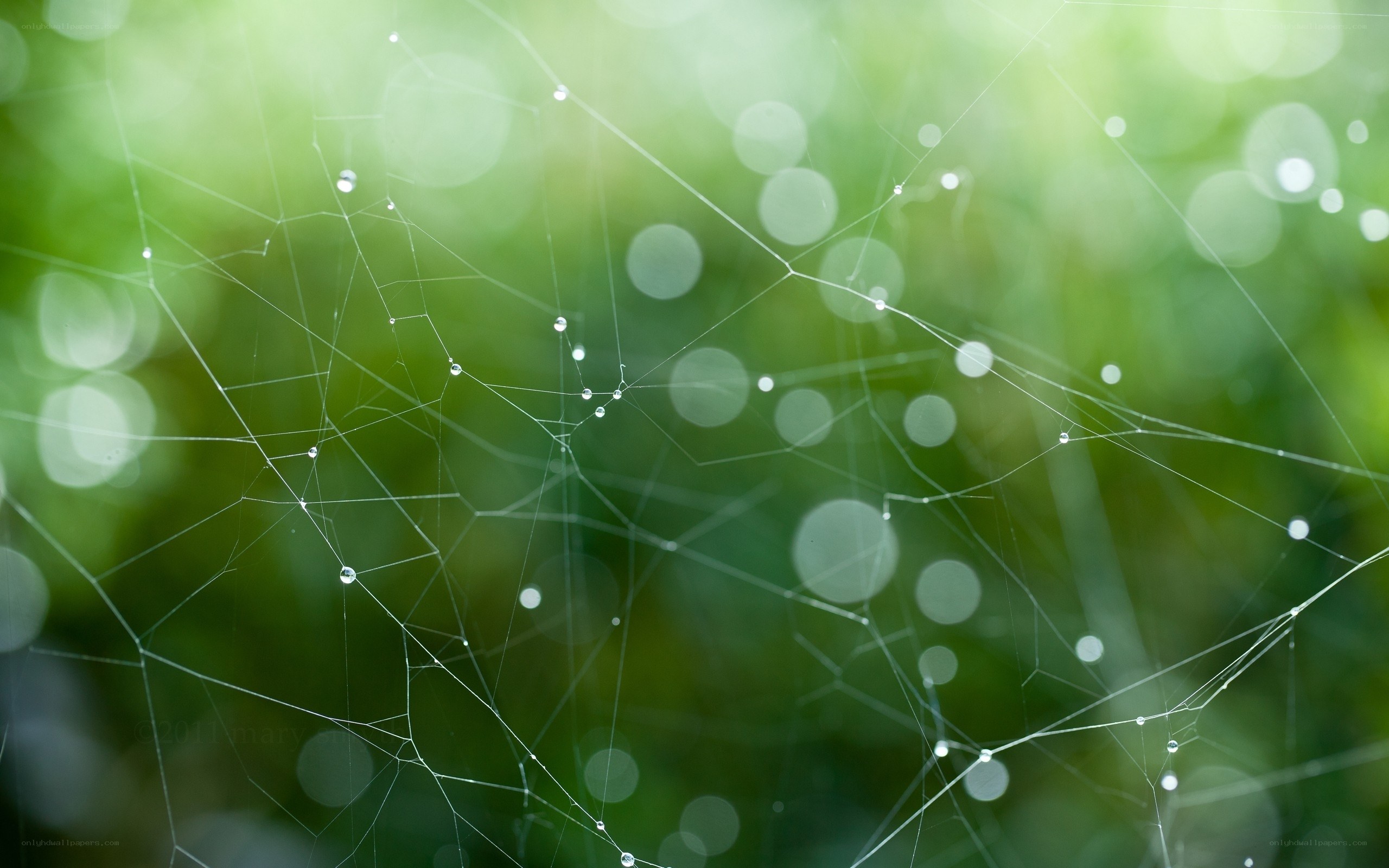 Dewy spiderweb in green light