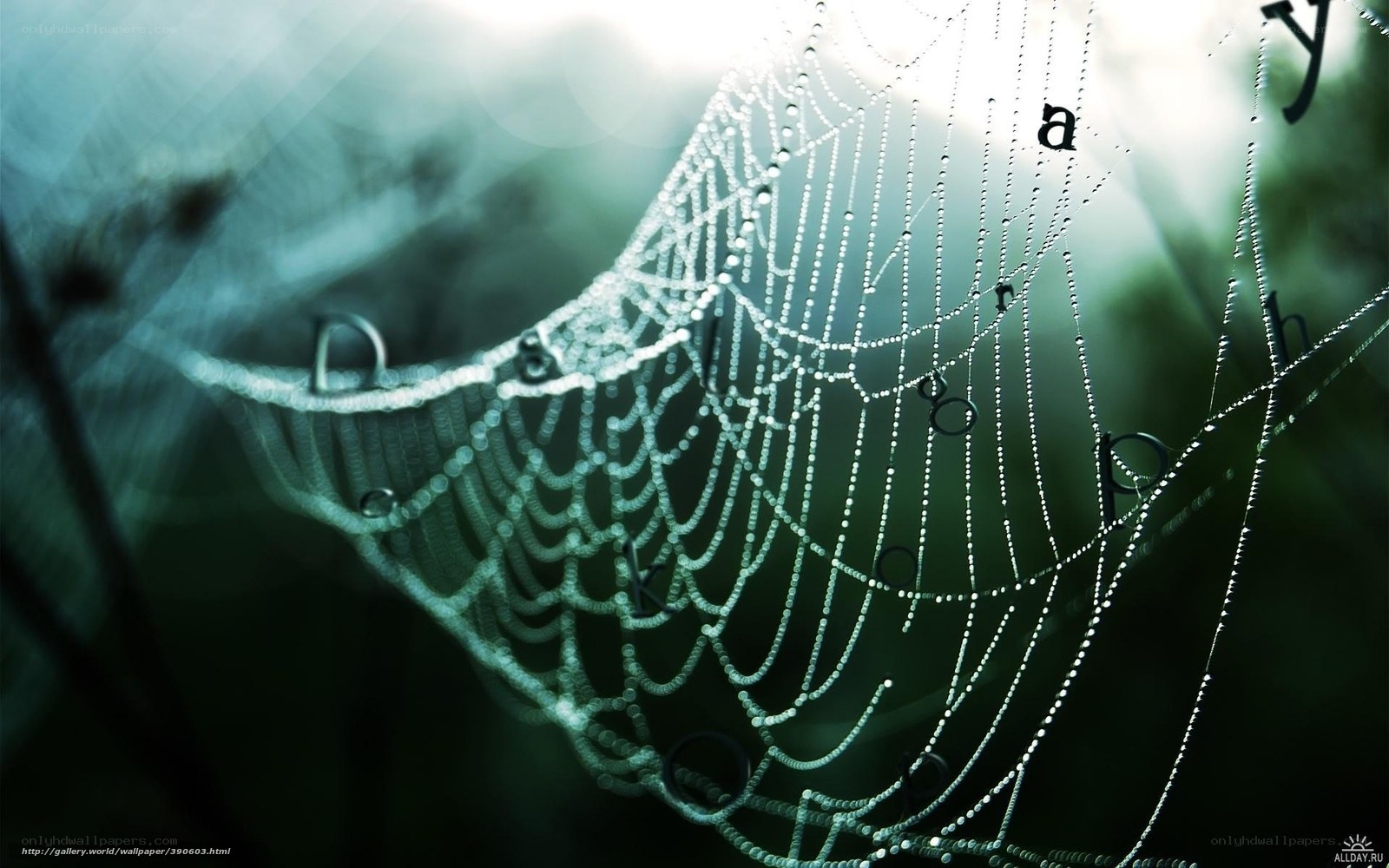 Dewy spiderweb in morning light