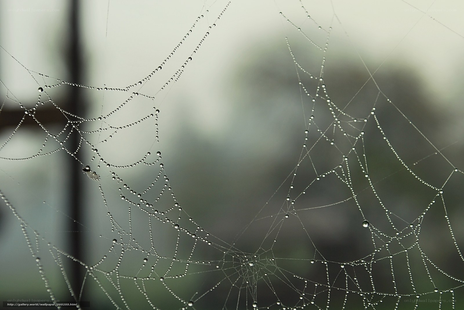 Dewy spiderweb in morning light
