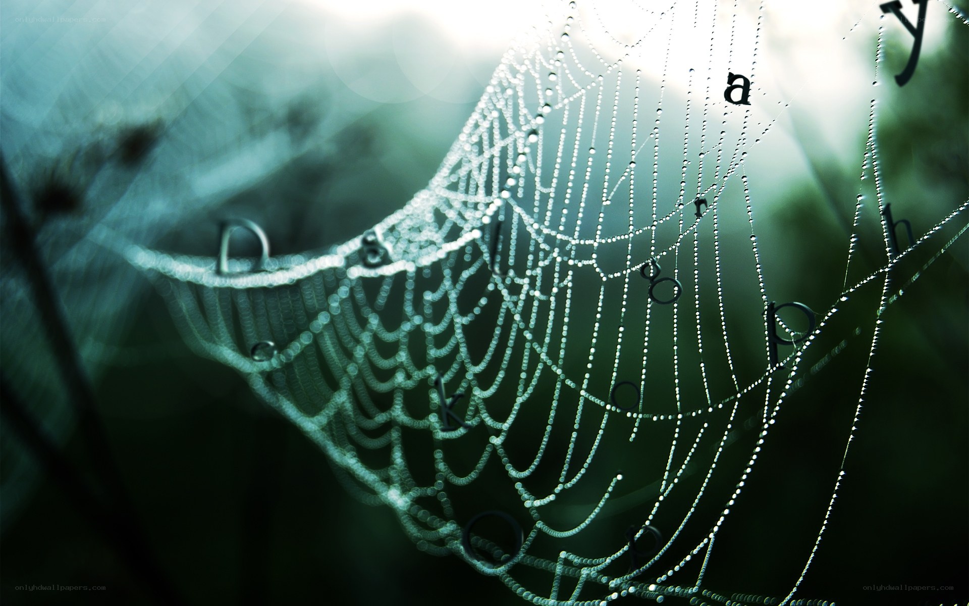 Dewy spiderweb in morning light