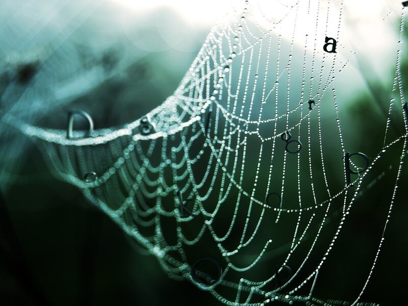 Dewy spiderweb in morning light