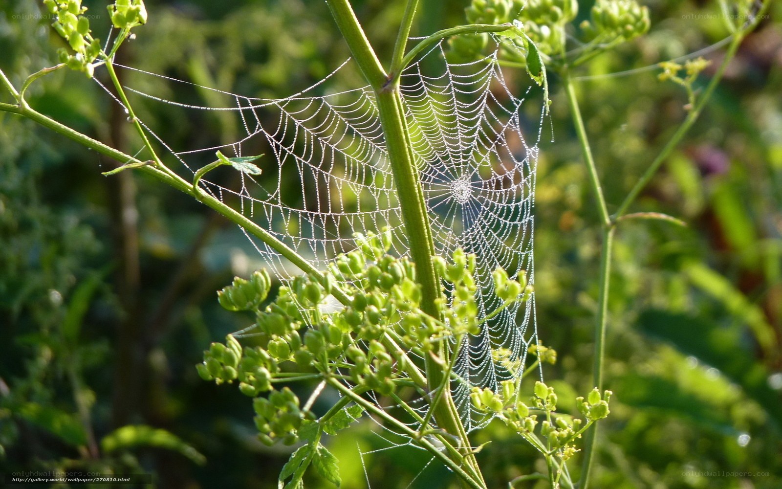 Dewy spiderweb in morning light