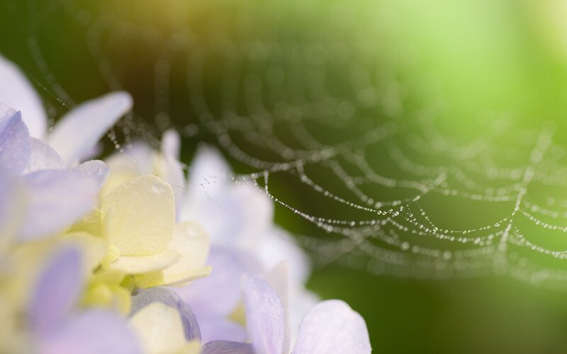 dewy spiderweb on hydrangea