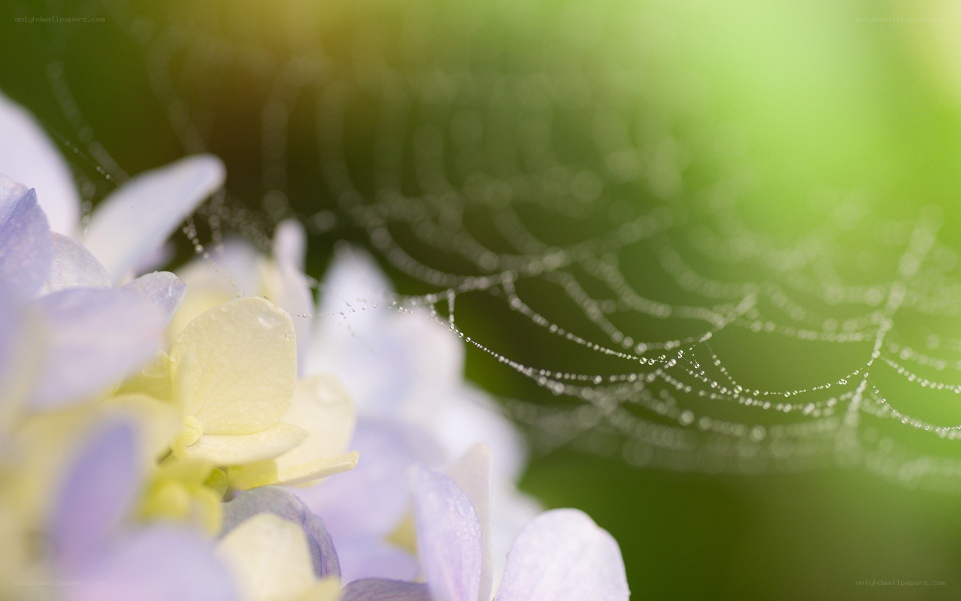 dewy spiderweb on hydrangea