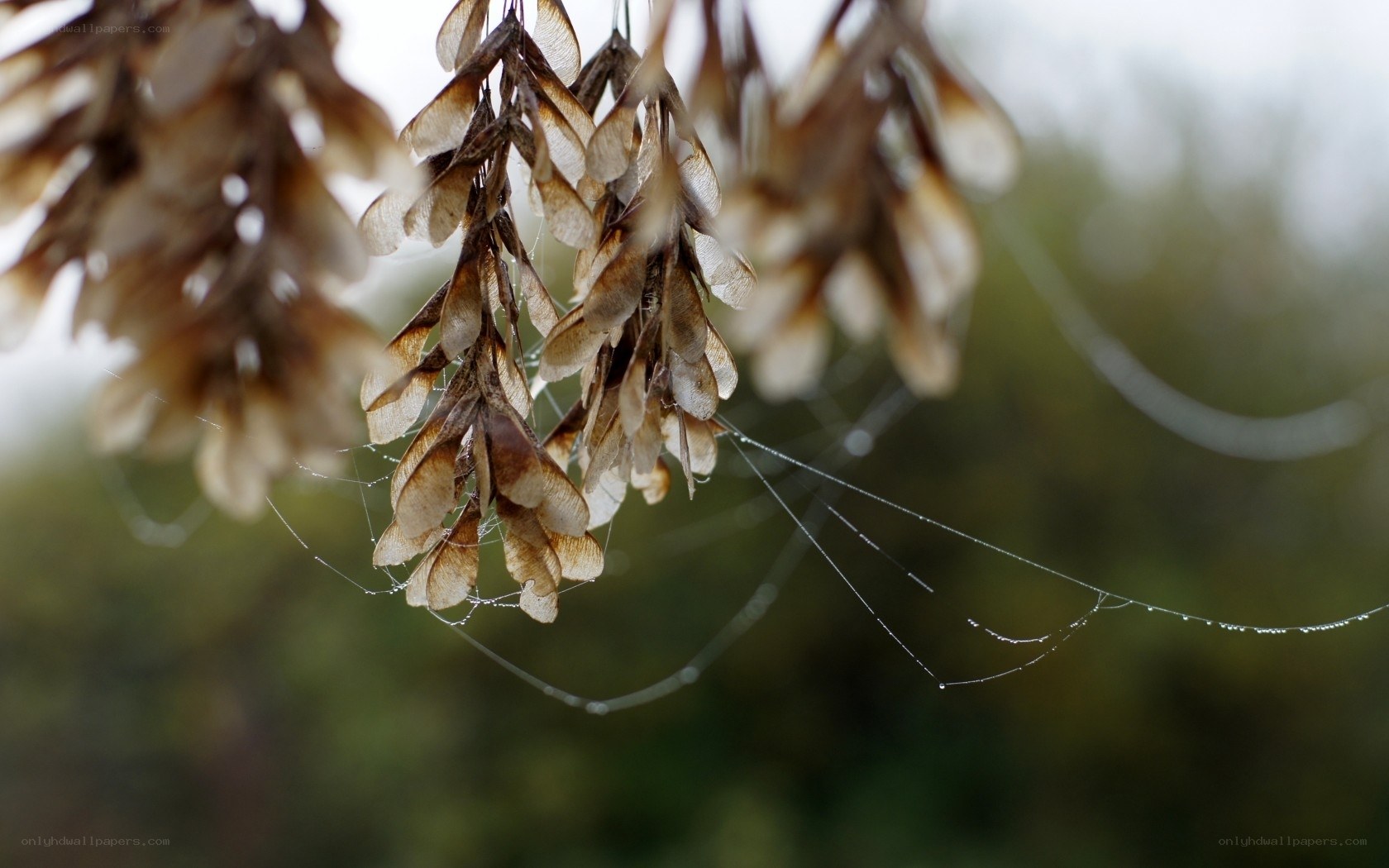 dewy spiderweb on maple seeds