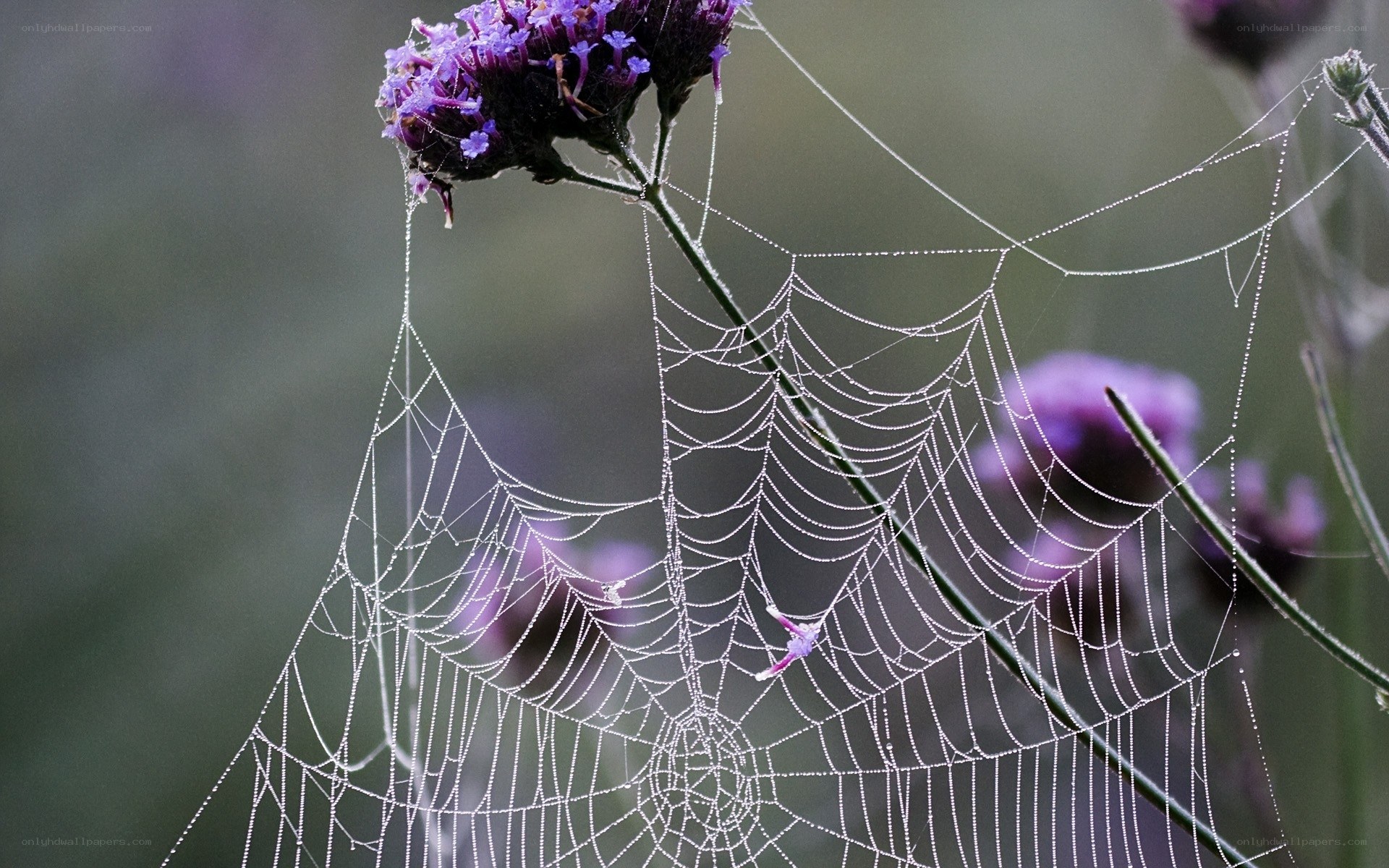 Dewy spiderweb on purple flowers