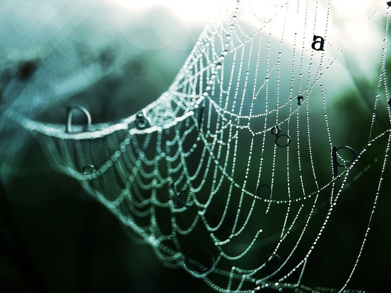 Dewy spiderweb with letters