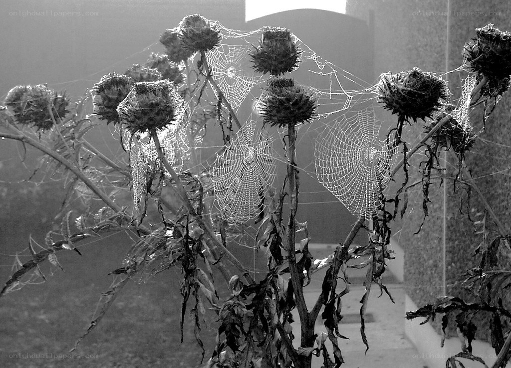 Dewy spiderwebs on dried thistles