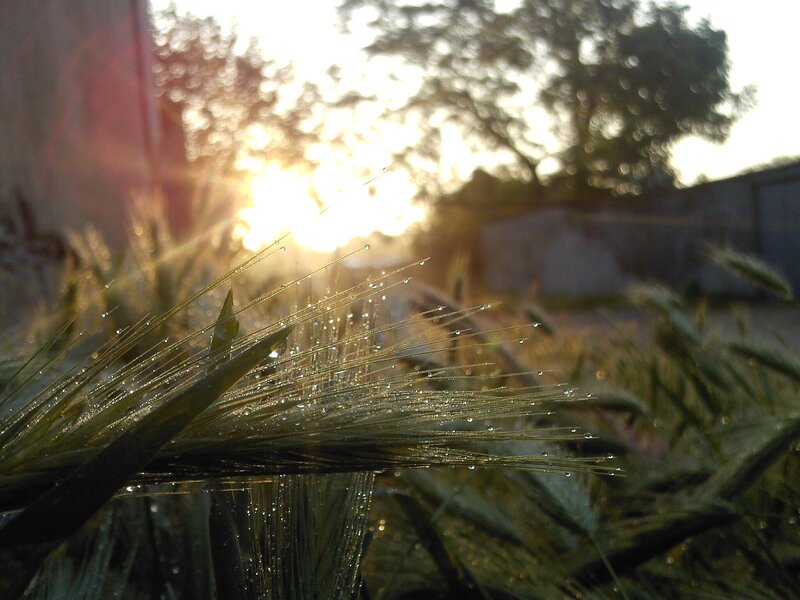 Dewy wheat at sunrise