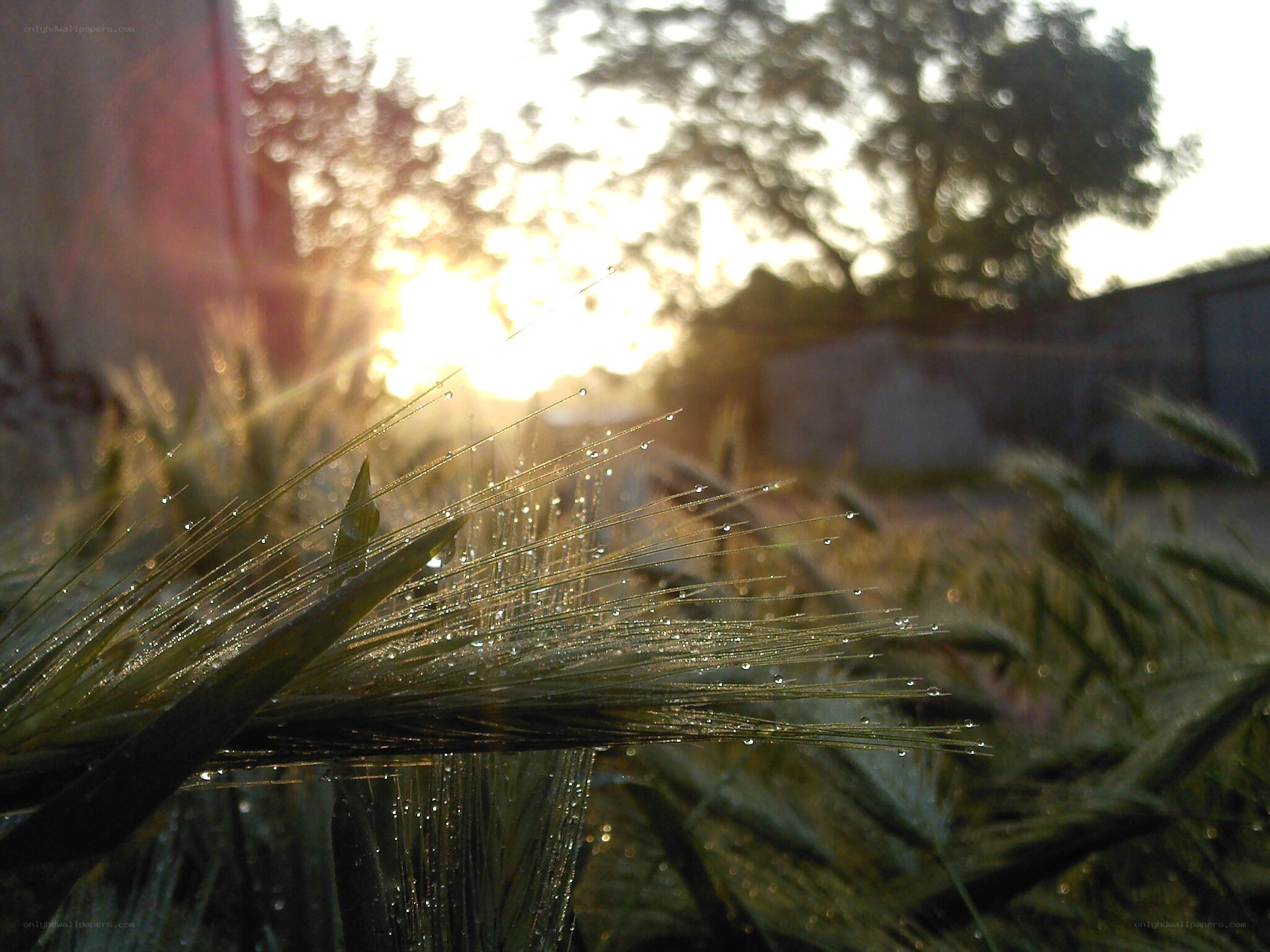 Dewy wheat at sunrise