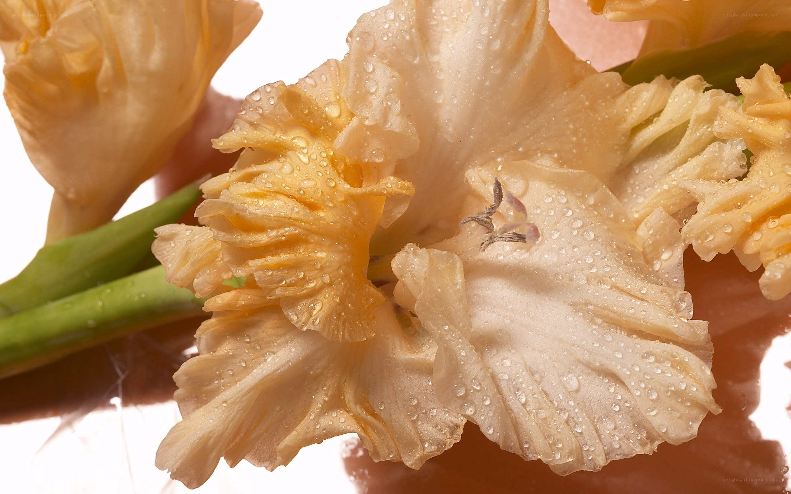 Dewy yellow gladiolus flower
