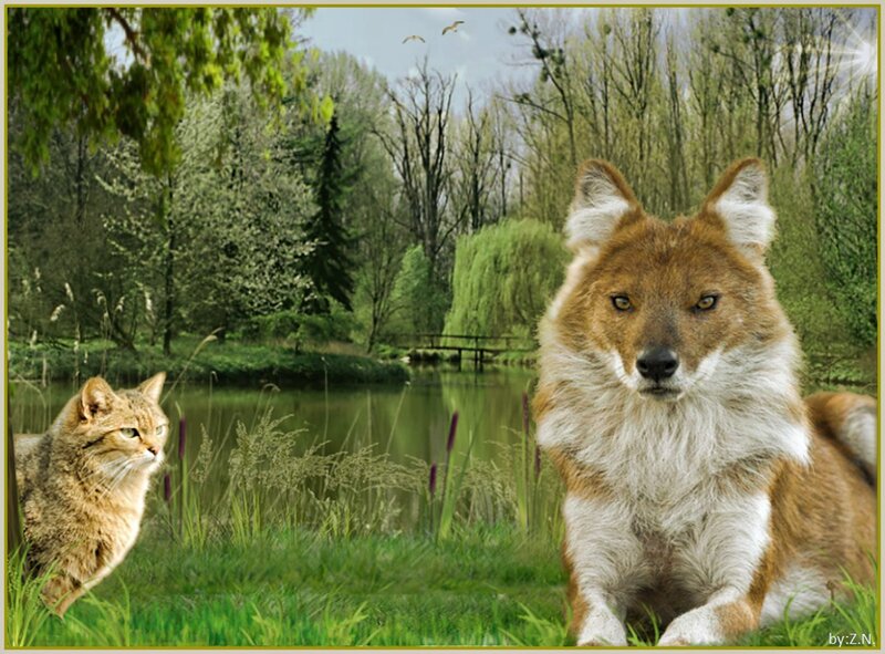 Dhole and Cat by Pond