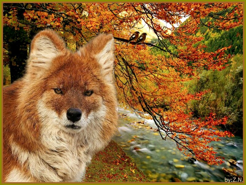 Dhole in Autumn