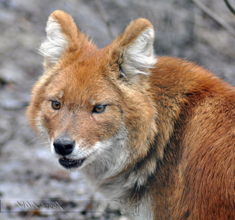 Dhole in Forest