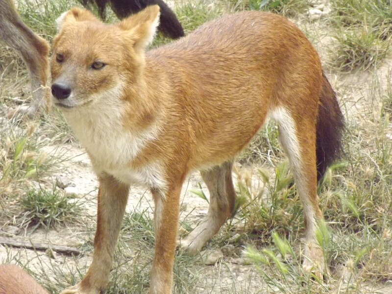 Dhole in Grass