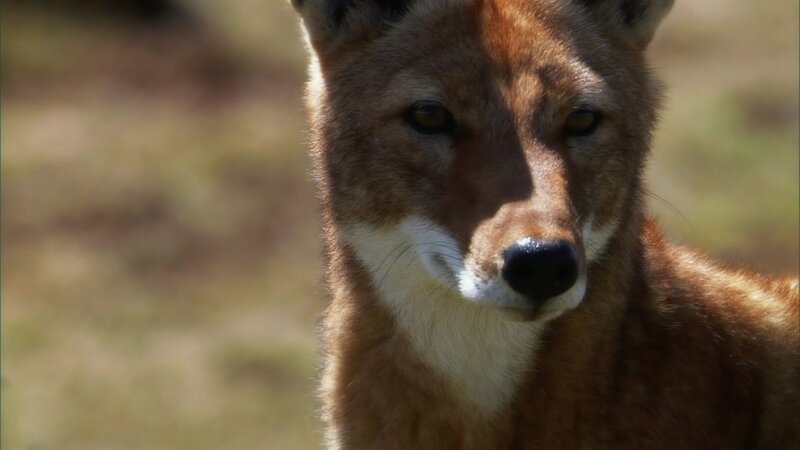 Dhole in Grassland