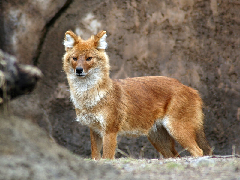 Dhole in natural habitat