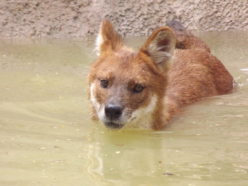 Dhole in Water — Brown