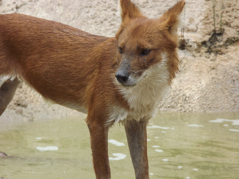 Dhole in Water