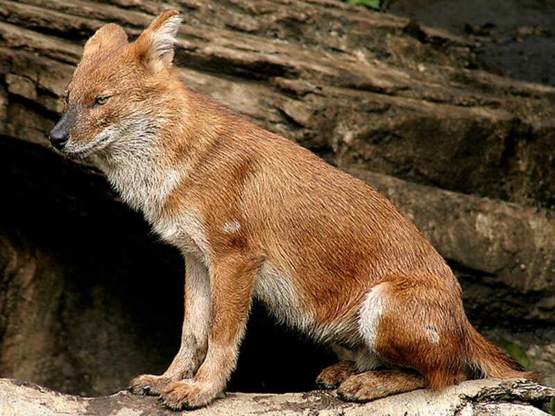 Dhole on Rock