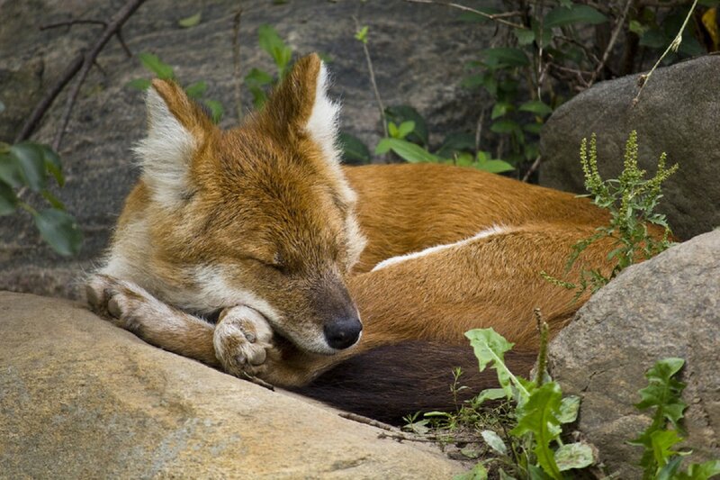 Dhole Sleeping on Rock
