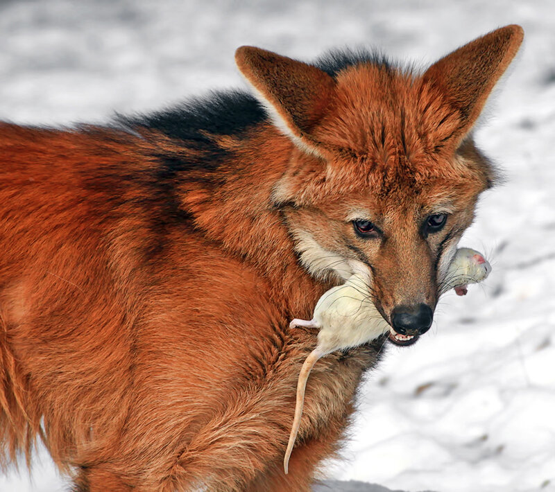 Dhole with Mouse