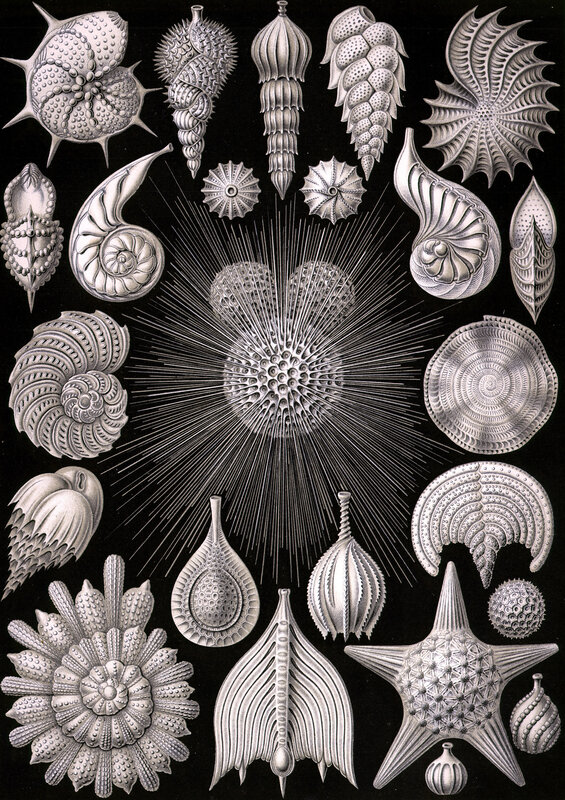 diagram of sea creatures