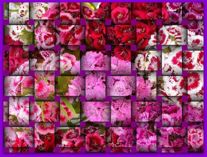 Dianthus Flowers Collage