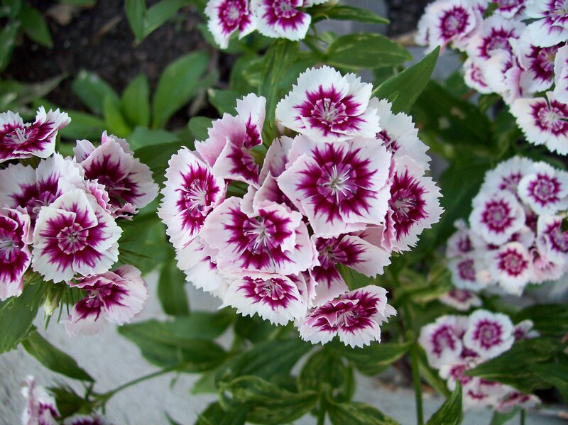 Dianthus Flowers in Bloom