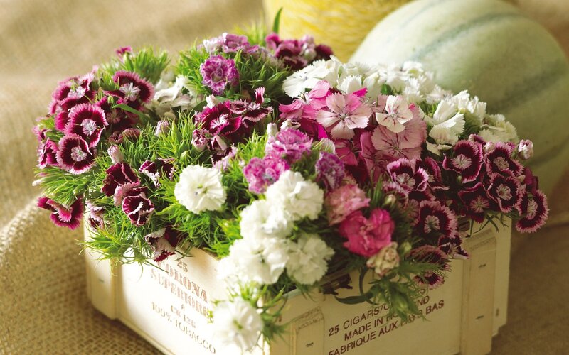 Dianthus Flowers in Crate — Pink, Calm