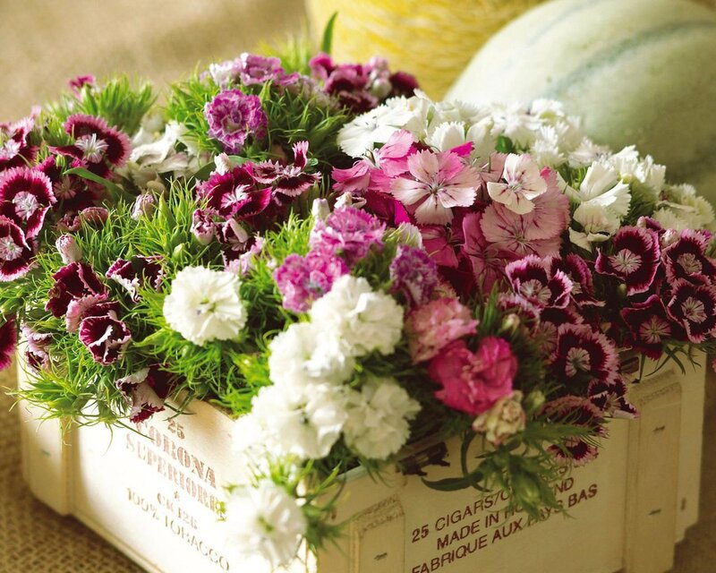 Dianthus Flowers in Crate