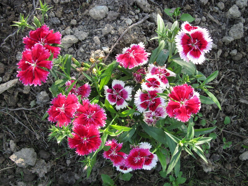 Dianthus Flowers in Soil