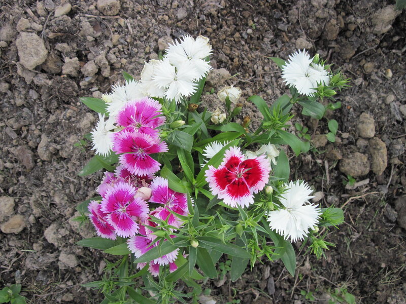 Dianthus Flowers in Soil — White