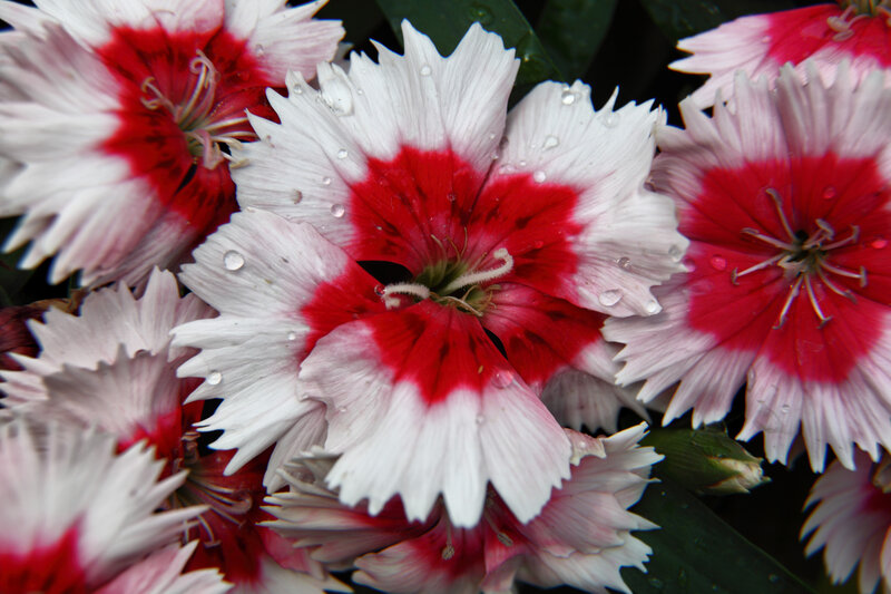 Dianthus Flowers with Water Droplets