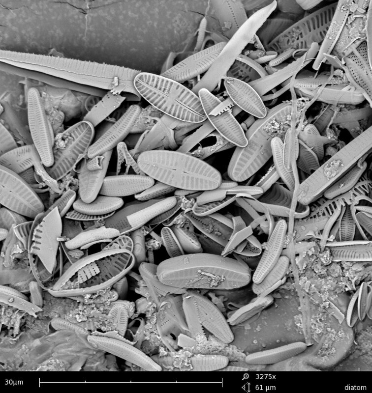 diatom microstructure