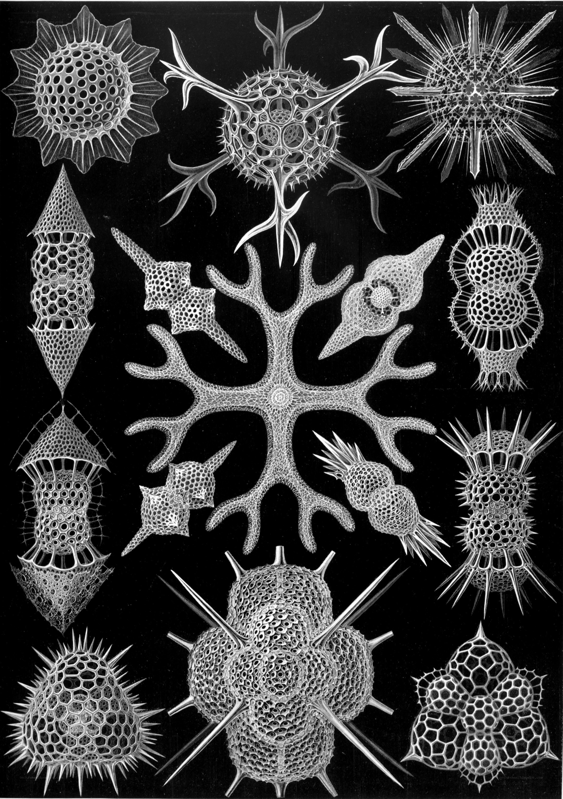 diatoms and radiolarians